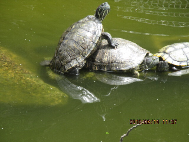 IMG_0005.JPG