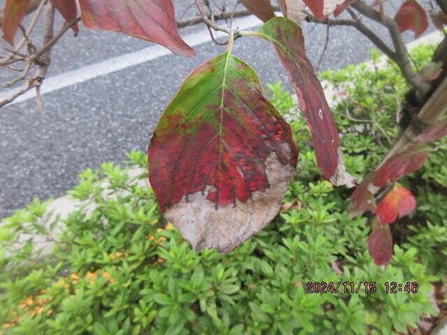IMG_0007.JPG