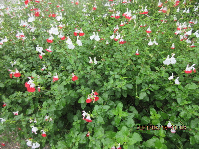 IMG_0016.JPG
