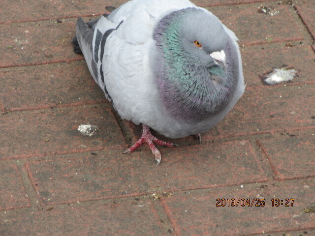 IMG_0018.JPG