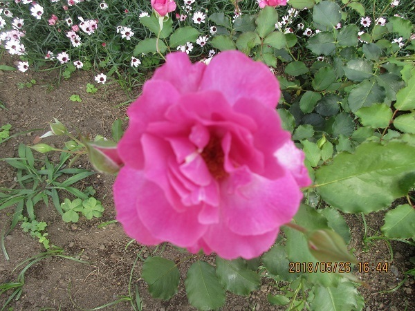 IMG_0041.JPG