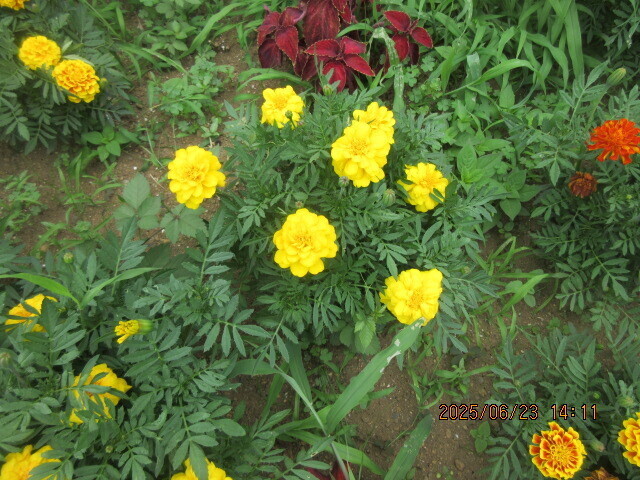 IMG_0026.JPG